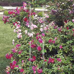 Picture of Rosa  'Pink Grootendorst'