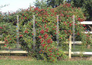 Picture of Rosa  'Crimson Rambler'