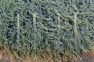 Picture of Juniperus horizontalis 'Blue Mat'