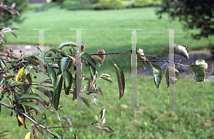 Picture of Malus  'Weeping Candied Apple'