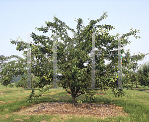 Picture of Malus  'Canary'