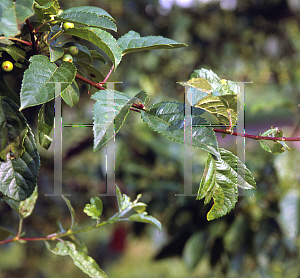 Picture of Malus  'Canary'