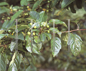 Picture of Malus  'Canary'