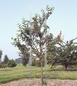 Picture of Malus x 'Jewelcole (Red Jewel)'