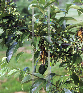 Picture of Malus x 'Jewelcole (Red Jewel)'