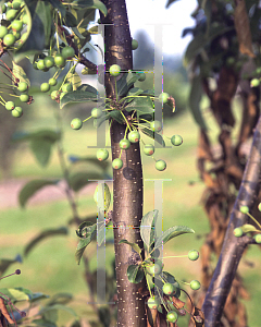 Picture of Malus x 'Jewelcole (Red Jewel)'