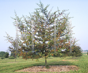 Picture of Malus transitoria 