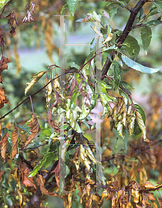 Picture of Malus transitoria 