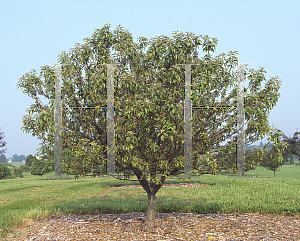 Picture of Malus  'Coral Burst'