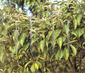 Picture of Malus  'Coral Burst'