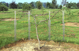 Picture of Malus  'Red Swan'