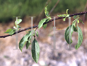 Picture of Malus  'Red Swan'