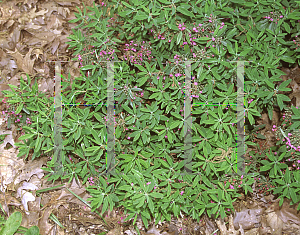 Picture of Kalmia angustifolia 'Hammonasset'