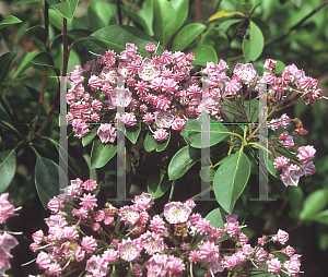 Picture of Kalmia latifolia 