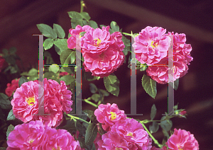 Picture of Rosa  'R. J. Cabot'
