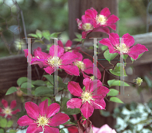 Picture of Clematis (z)(Viticella Group) 'Ernest Markham'