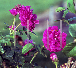 Picture of Rosa  'William Lobb'