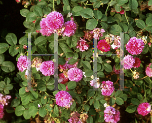 Picture of Rosa  'Cesonia'