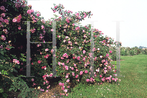 Picture of Rosa  'Cesonia'