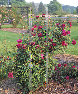 Picture of Rosa  'Nuits de Young'