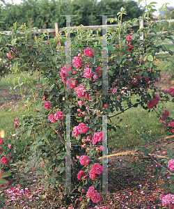 Picture of Rosa  'Old Red Moss'