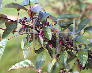 Picture of Malus  'Indian Magic'