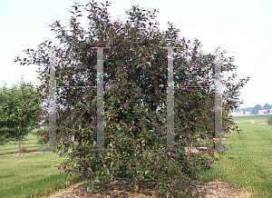 Picture of Malus x 'Prairifire'