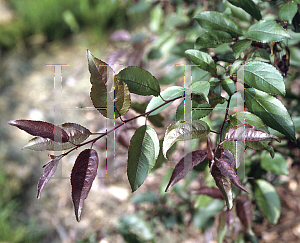 Picture of Malus x 'Prairifire'