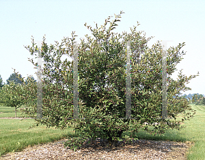 Picture of Malus  'Prairie Maid'