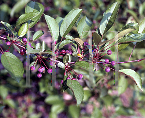 Picture of Malus  'Prairie Maid'