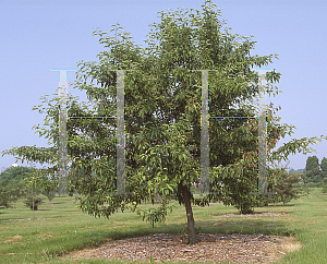 Picture of Malus x 'Sutyzam (Sugar Tyme)'