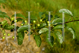 Picture of Malus x 'Professor Sprenger'