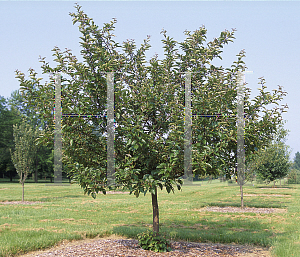 Picture of Malus  'Camelot'