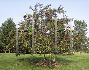 Picture of Malus  'Pink Dawn'