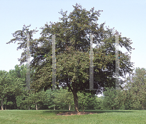 Picture of Malus x 'Profusion'