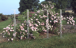 Picture of Rosa  'Lillian Gibson'