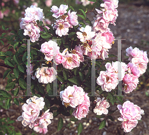 Picture of Rosa  'Lillian Gibson'