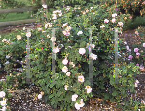 Picture of Rosa  'Leda'