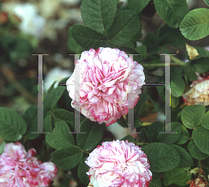 Picture of Rosa  'Leda'