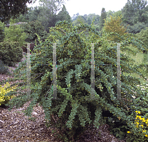 Picture of Berberis  'Tara (Emerald Carousel)'