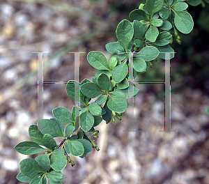 Picture of Berberis  'Tara (Emerald Carousel)'