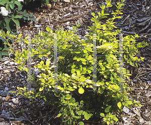 Picture of Berberis x 'Bailsel (Golden Carousel)'