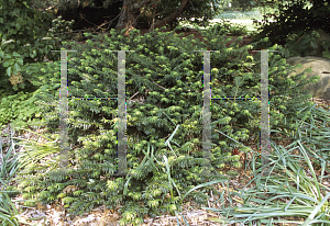 Picture of Cephalotaxus harringtonia var. drupacea 'Duke Gardens'