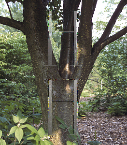 Picture of Syringa reticulata 'Ivory Silk'