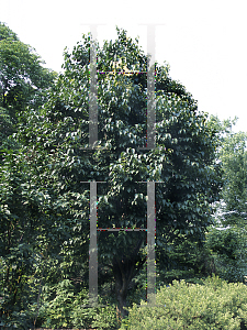 Picture of Syringa reticulata 'Ivory Silk'