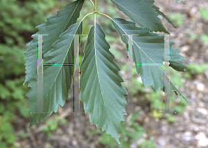 Picture of Quercus montana 