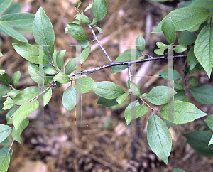 Picture of Prunus alleghaniensis var. davisii 