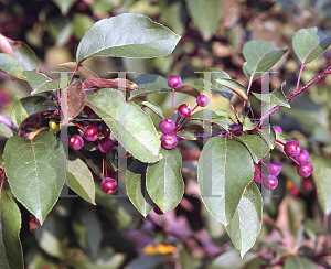 Picture of Malus x 'Red Splendor'