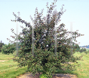 Picture of Malus x 'Red Splendor'