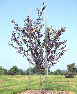 Picture of Malus  'Amertrizam'